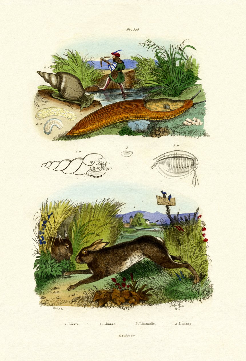Keltainen Slug, 1833-39 tekijältä French School