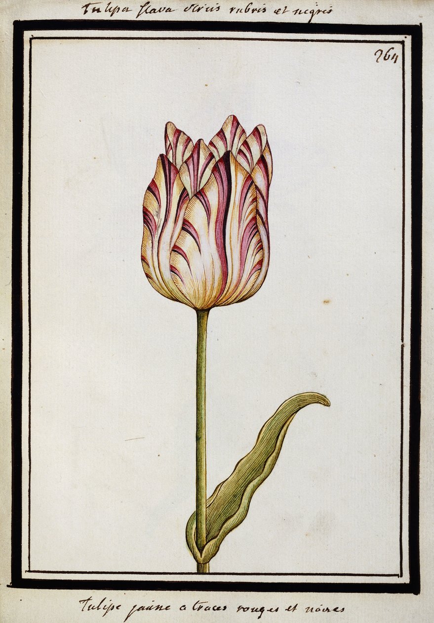 Keltainen tulppaani punaisilla ja mustilla raidoilla, n. 1700 tekijältä French School