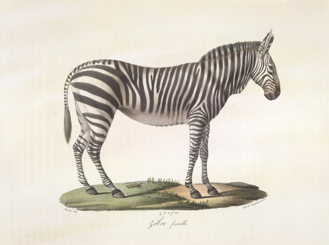 Nainen seepra. Naarasseepra, Natural History of Mammals (väri litho) tekijältä French School
