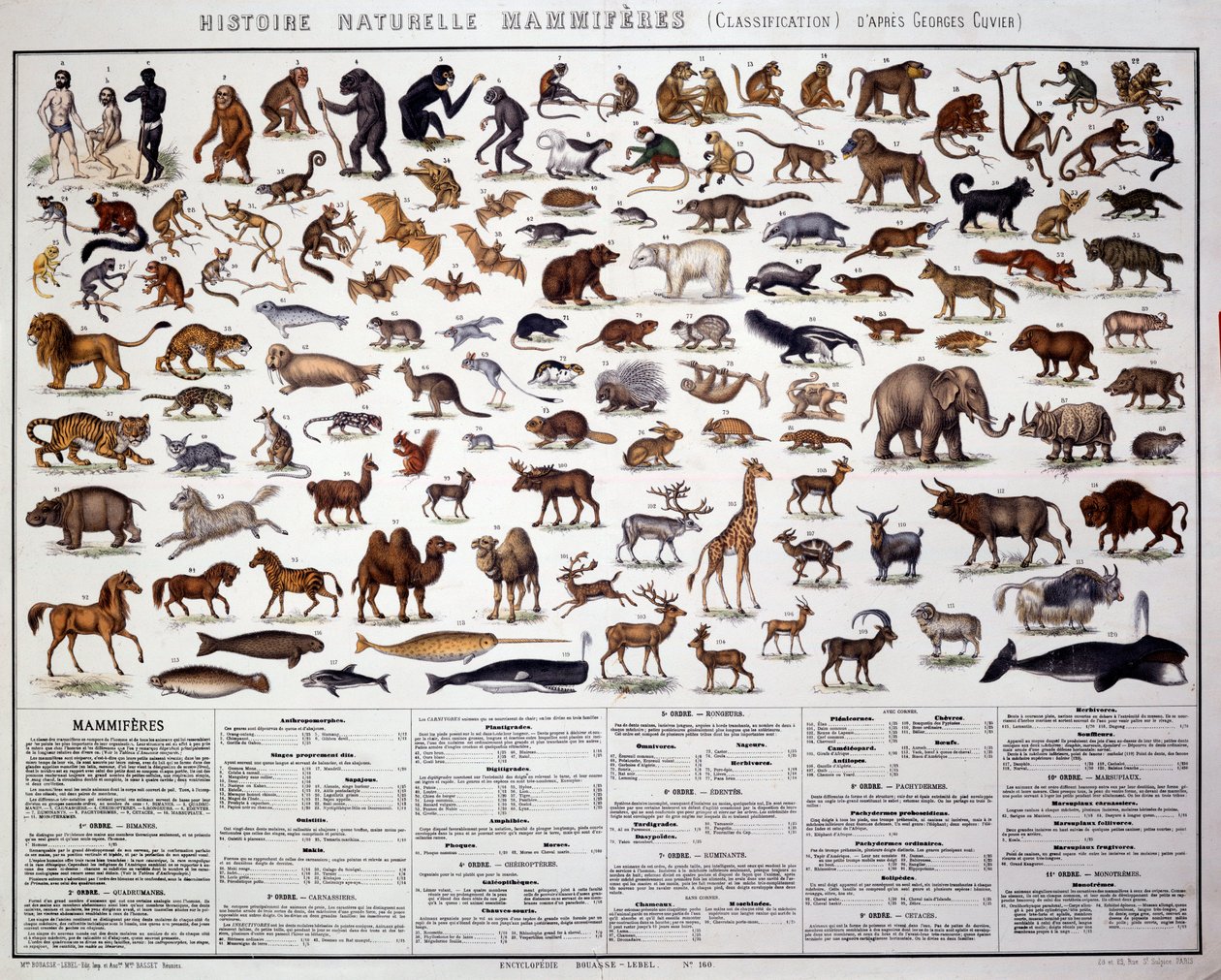 Zoologia: nisäkkäiden luokittelu ranskalaisen biologin Georges Cuvierin (1769-1832) mukaan. Luonnontieteellinen lautakunta tekijältä French School