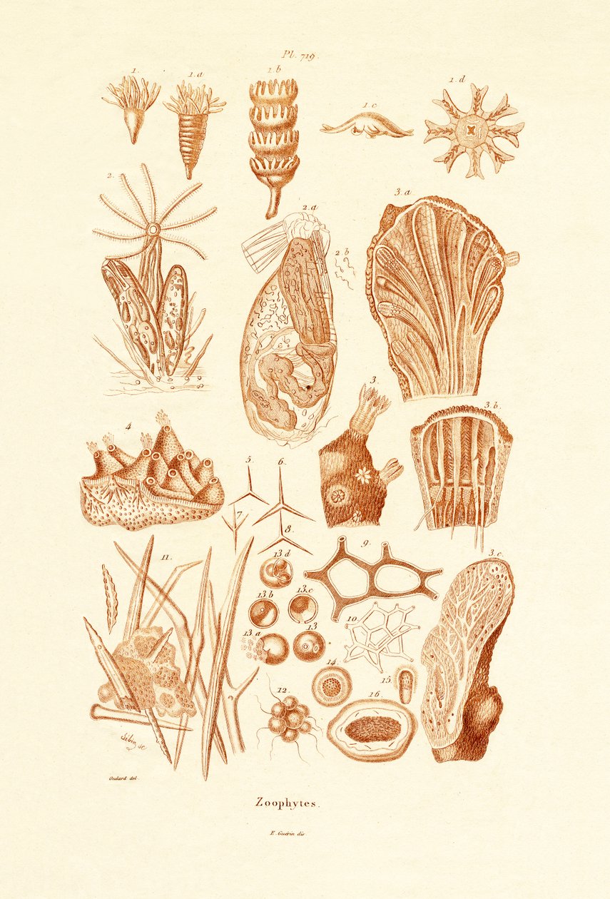 Zoophytes, 1833-39 tekijältä French School