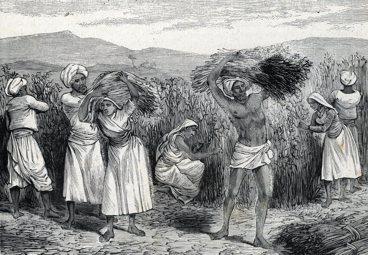 tavallinen smilax tai sarsaparille tai karkea sideruohon korjuu Perussa (kaiverrus) 1888 tekijältä French School