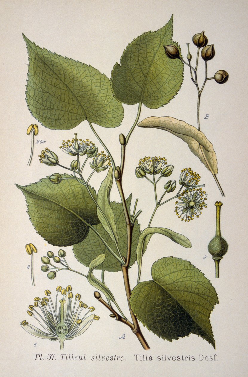 Tilia Silvestris -suvun puiden lehdet. tekijältä French School