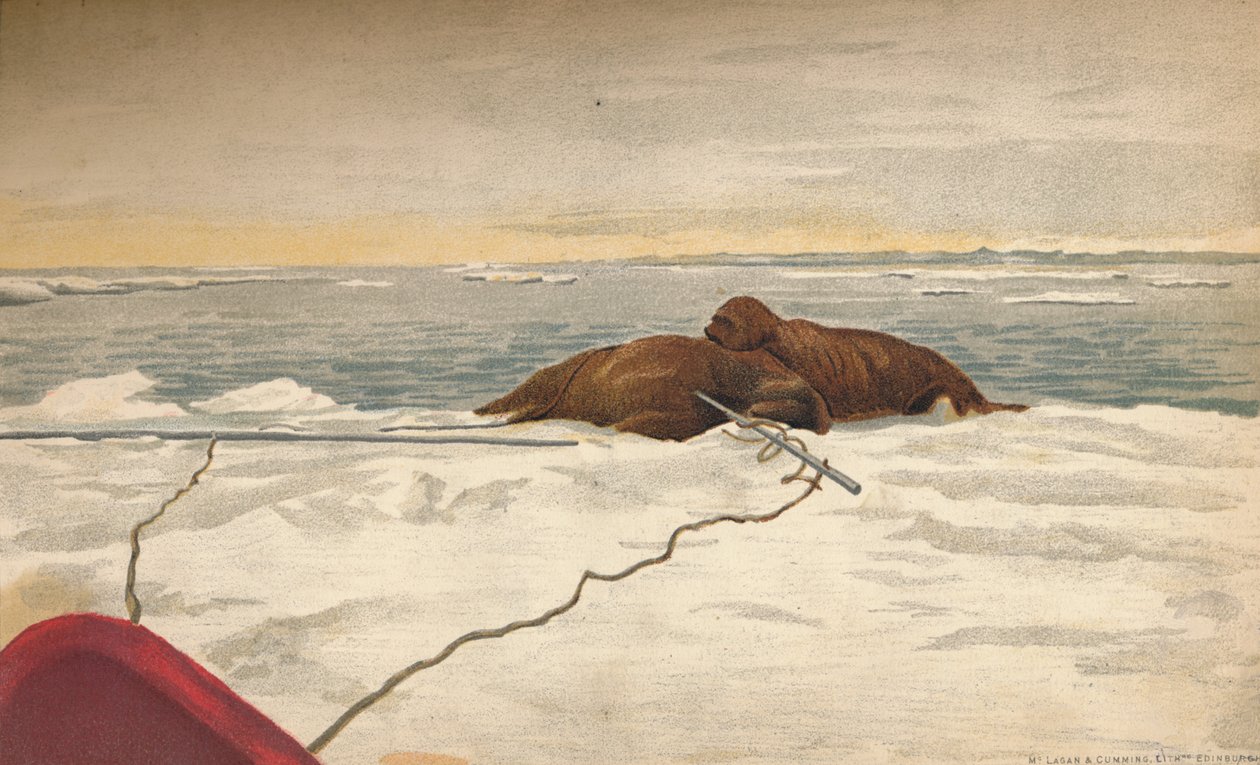 Mursut tapettiin Taimyrin niemimaan itärannikolla, 12. syyskuuta 1893, 1897 tekijältä Fridtjof Nansen