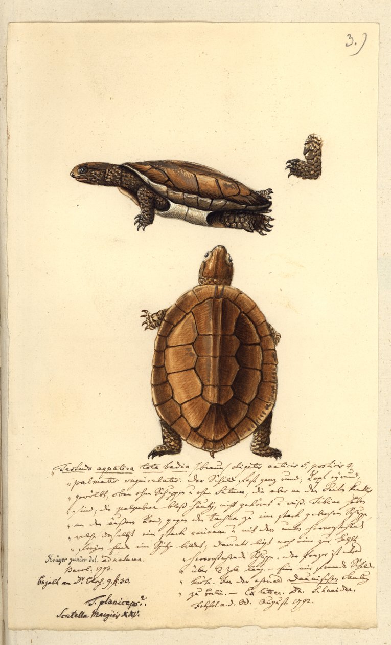 Platemys platycephala, 1793 (wc ja kynä ja muste paperille) tekijältä Friedrich August Kruger