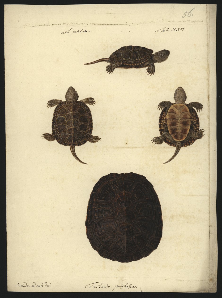 Emys orbicularis, ennen vuotta 1801 tekijältä Friedrich Wilhelm Wunder
