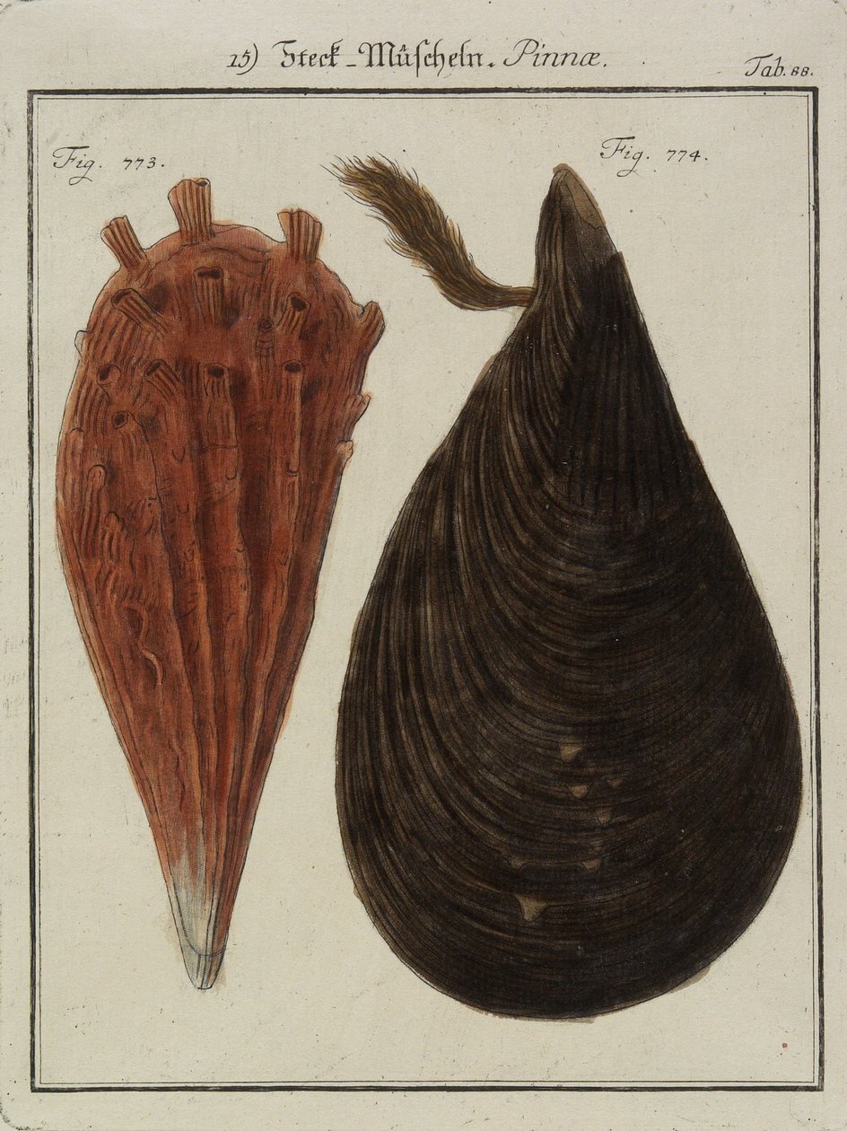 Sinisimpukat, Neues Systematisches Conchylien-Cabinet (Uusi systemaattinen simpukankaappi), 1784 (käsinvärinen etsaus ja kaiverrus) tekijältä Friedrich Heinrich Wilhelm Martini