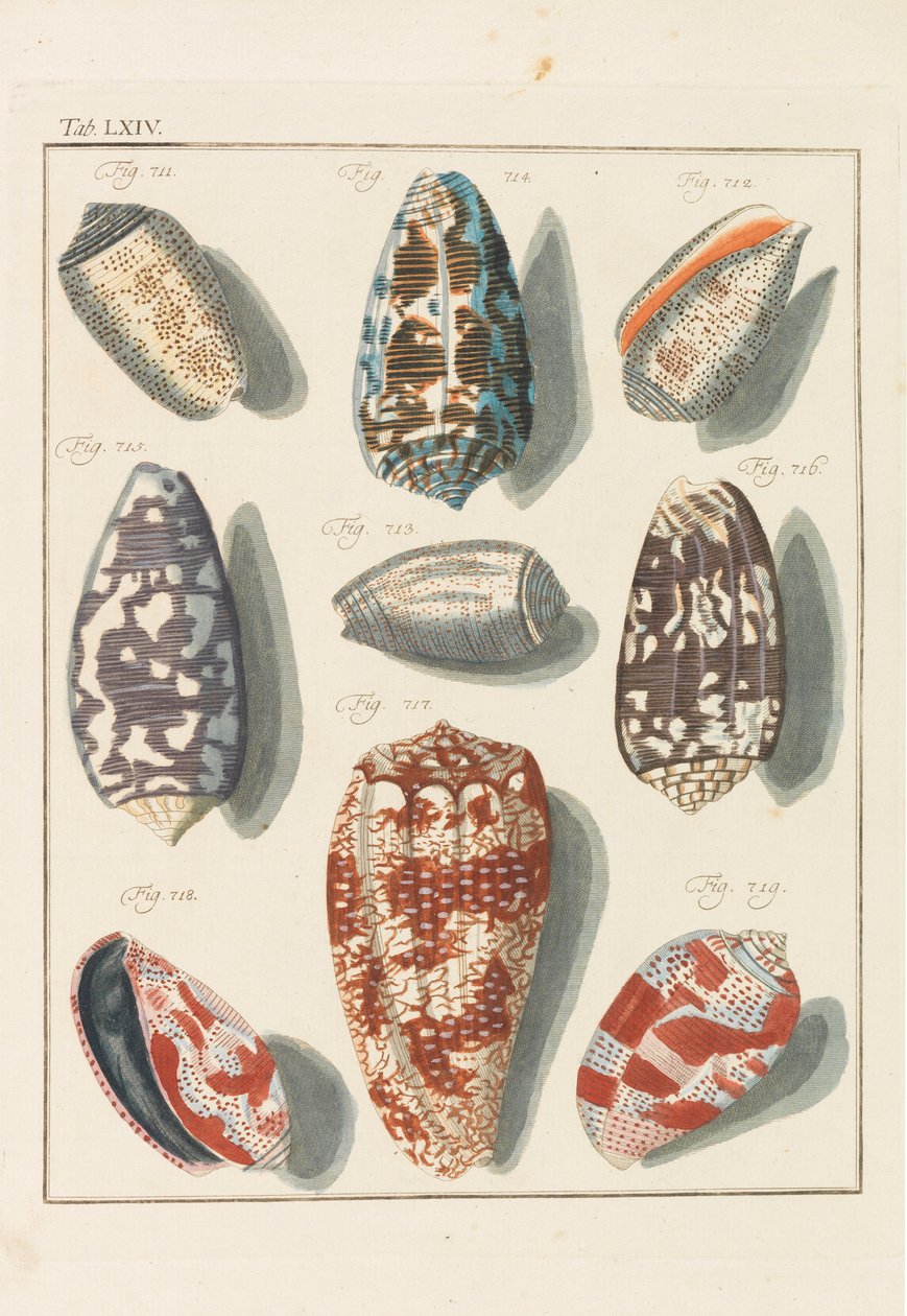 Uusi systemaattinen conchylia-kaappi, 1768. tekijältä Friedrich Heinrich Wilhelm Martini