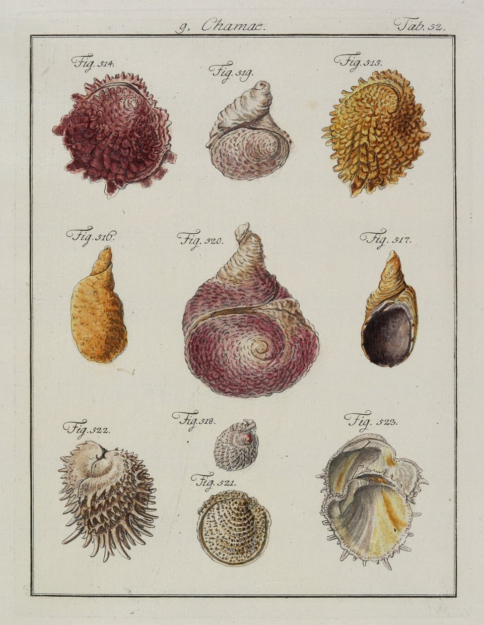 Simpukat: Chamae, Pinnae, Neues systematisches Conchylien-Cabinet, 1784 (käsinvärinen etsaus ja kaiverrus) tekijältä Friedrich Heinrich Wilhelm Martini