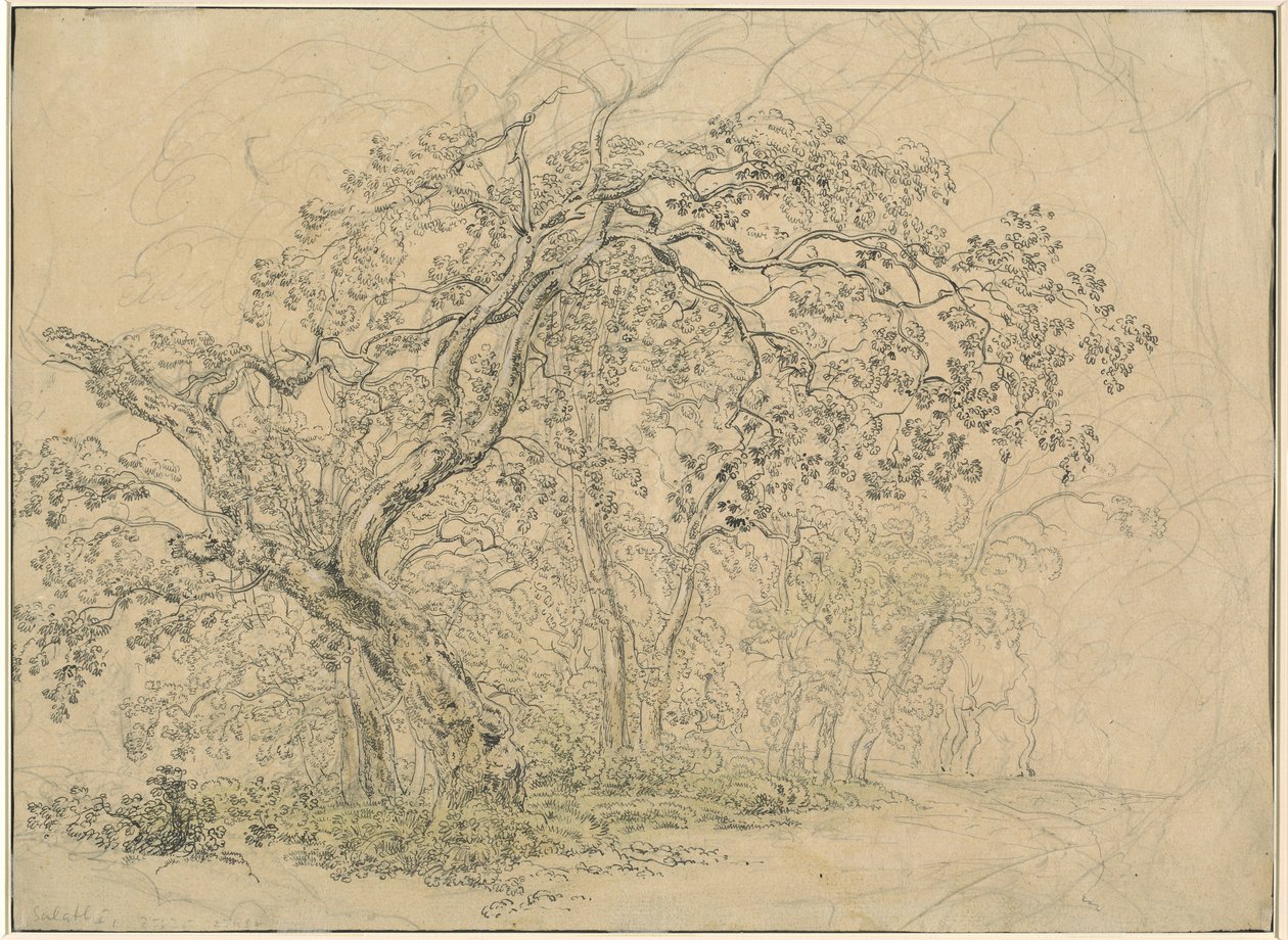 Grove of Trees [verso] tekijältä Friedrich Salathé