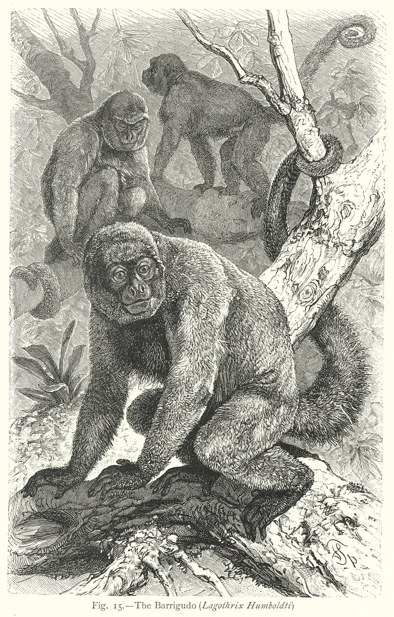 Barrigudo (Lagothrix Humboldti) (kaiverrus) tekijältä Friedrich Specht