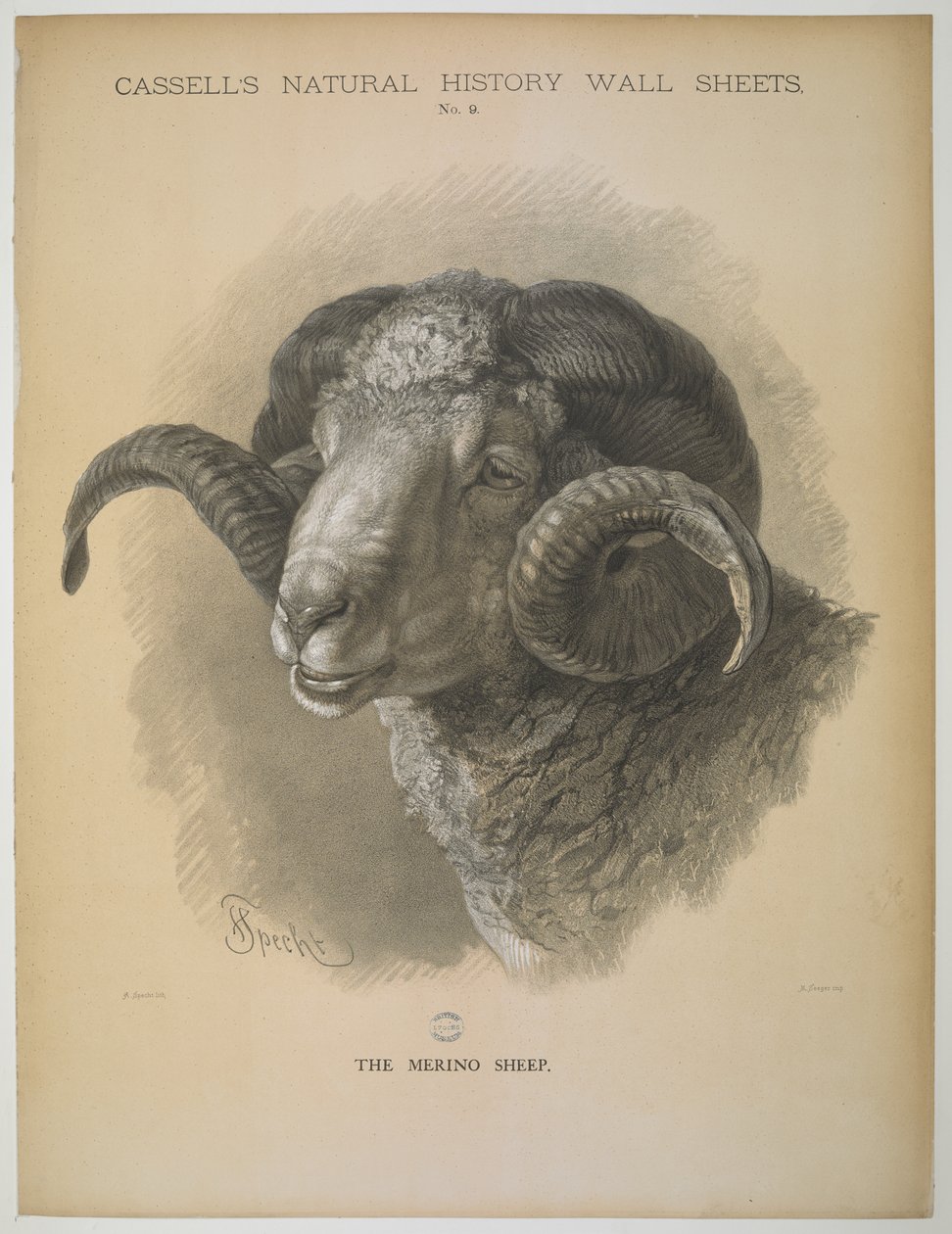 Merinolammas, "Cassell