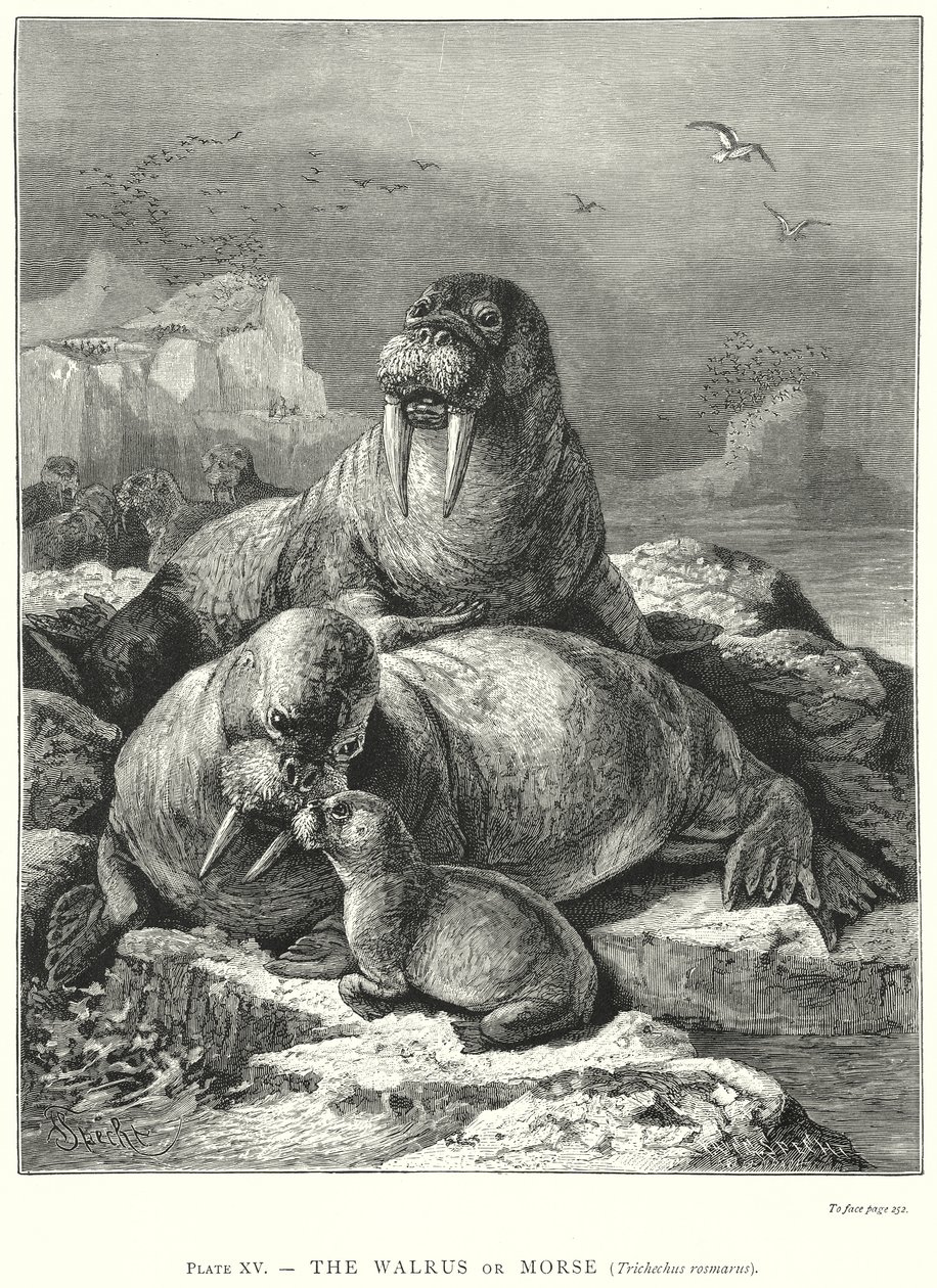  tekijältä Friedrich Specht