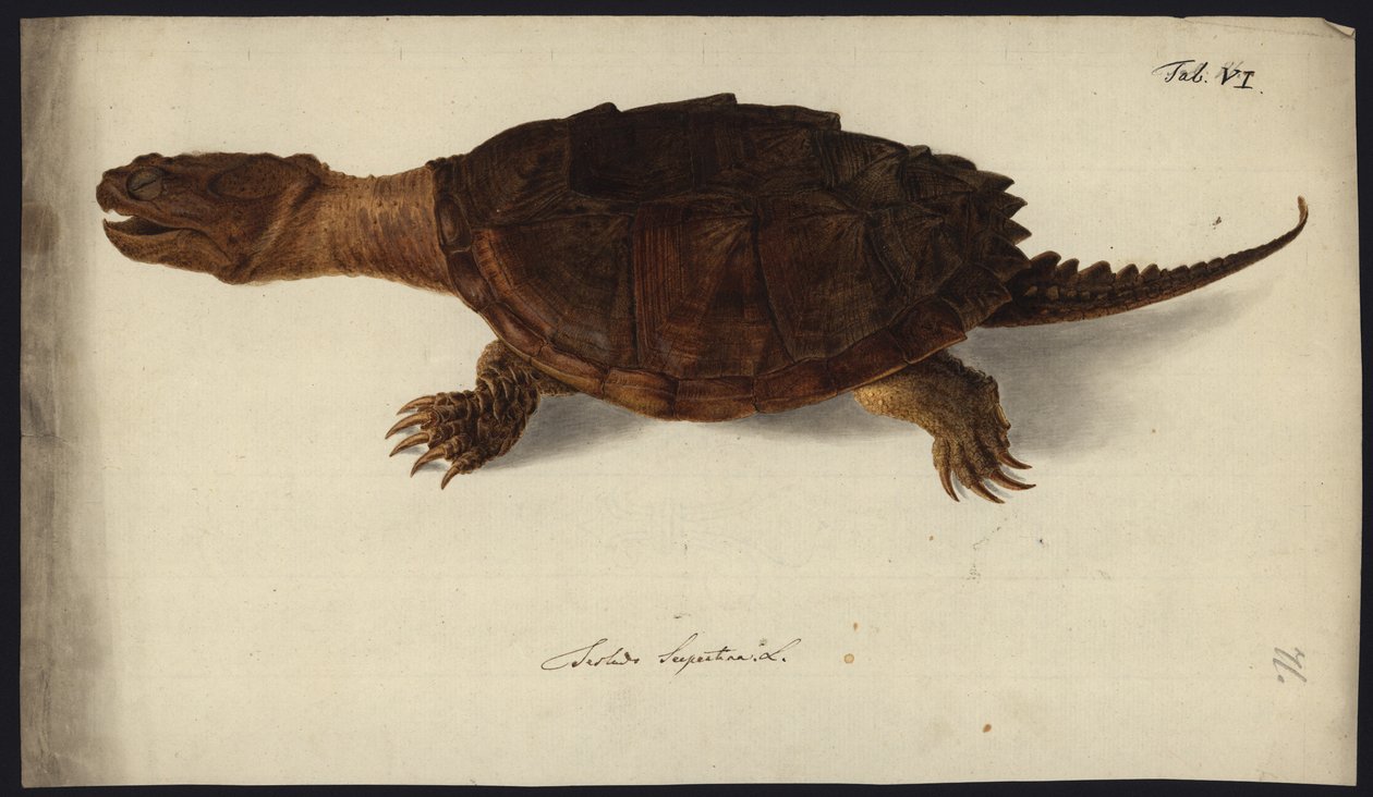 Chelydra serpentina, ennen vuotta 1792 tekijältä Friedrich Wilhelm Wunder