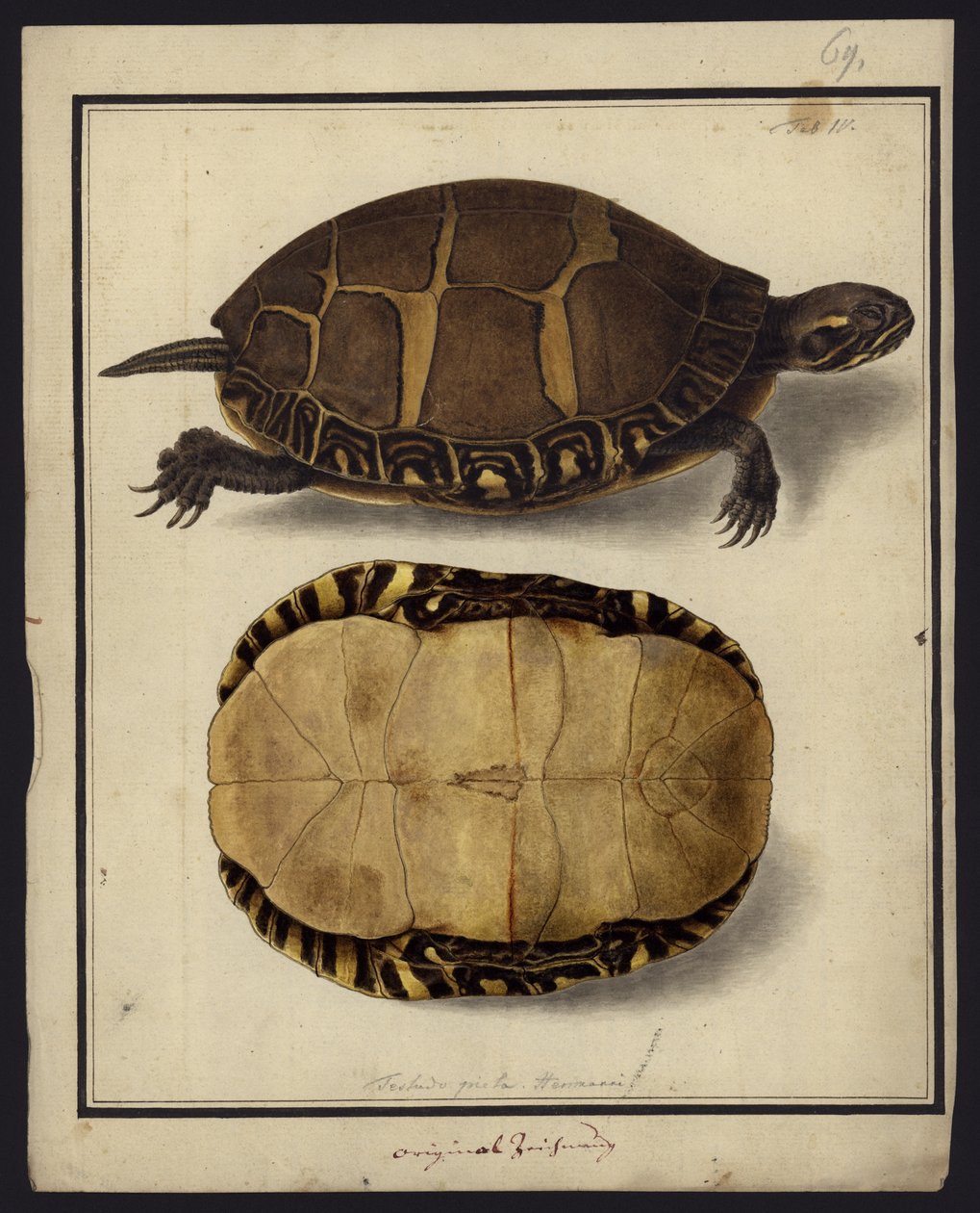 Chrysemys picta, ennen vuotta 1792 tekijältä Friedrich Wilhelm Wunder
