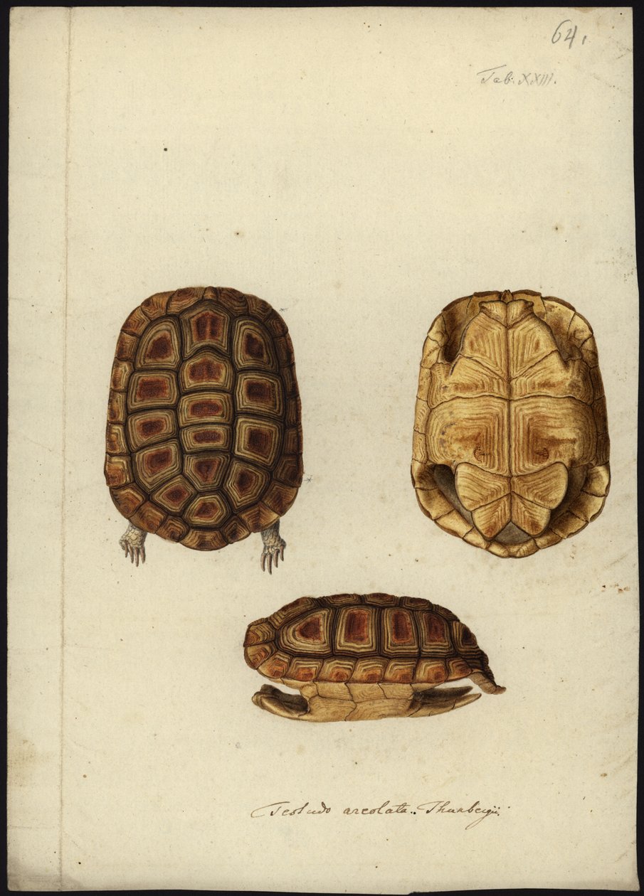 Homopus areolatus, ennen vuotta 1792 tekijältä Friedrich Wilhelm Wunder