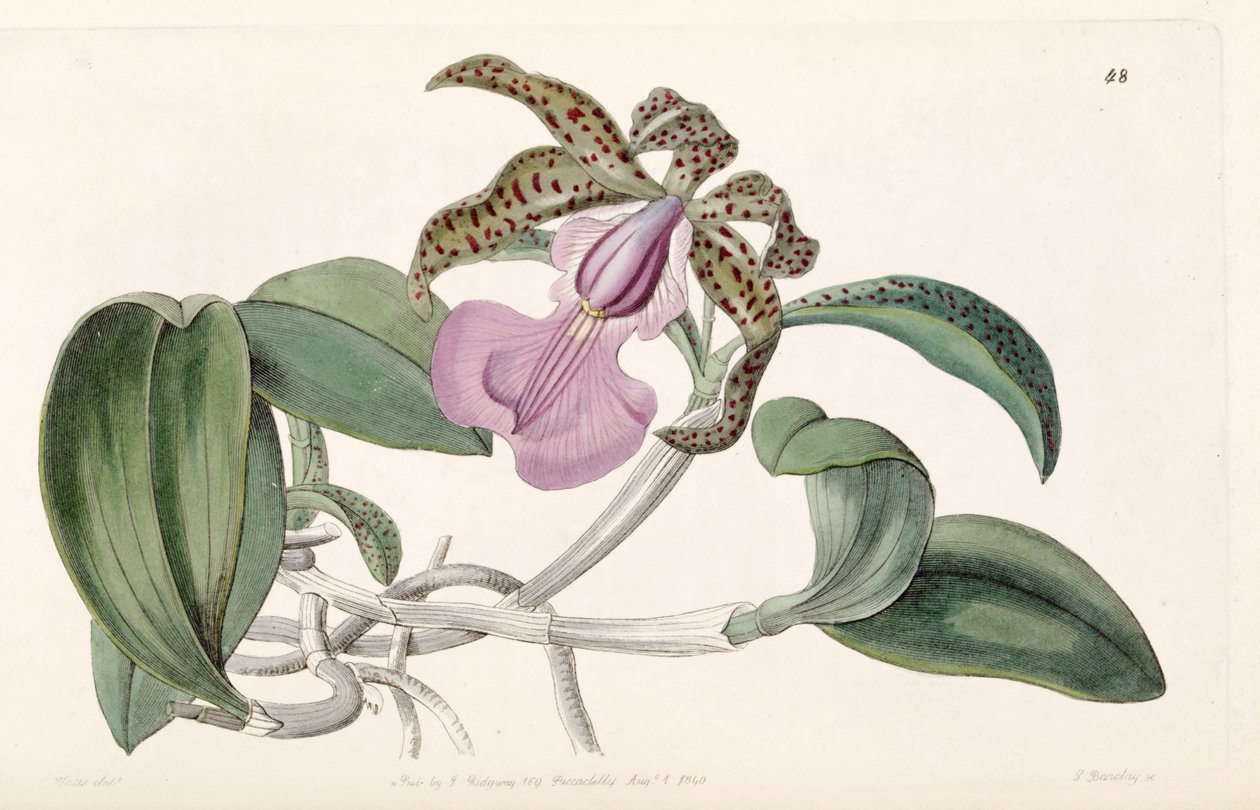 Cattleya aclandiae tekijältä G. Barclay