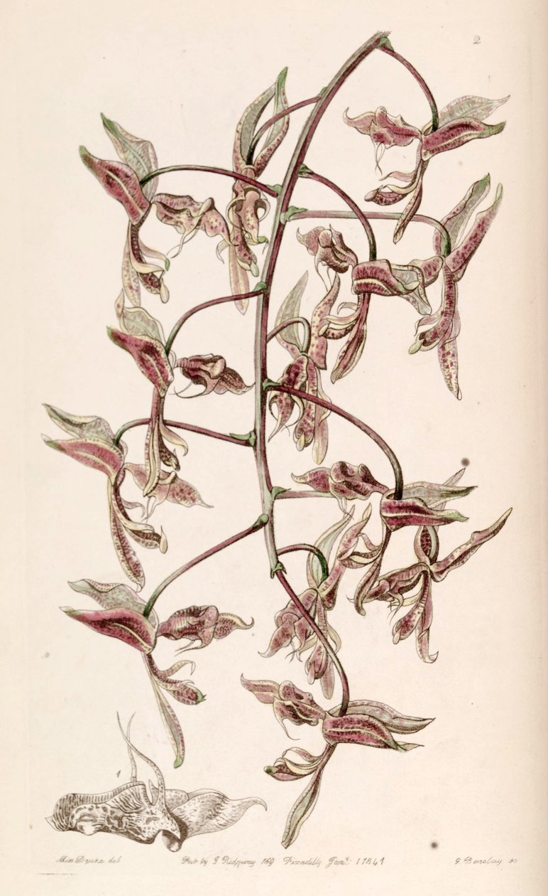 Gongora bufonia tekijältä G. Watts