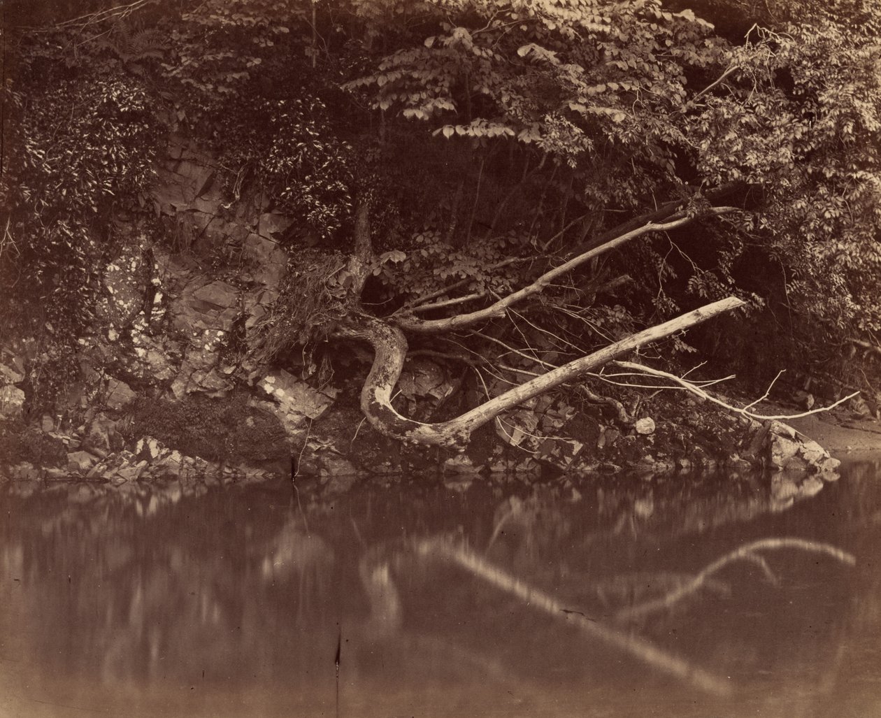 River Bank Vale of Neathissa,c. 1855 (kuva) tekijältä G.B. Gething
