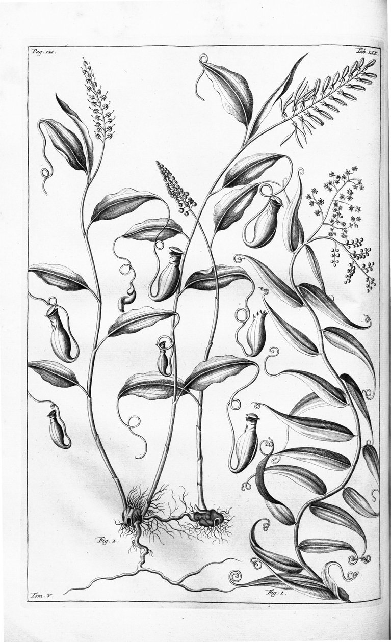 Cantharifera ja Flagellaria indica Herbarium amboinense -teoksesta, tekijältä G.E. Rumphius