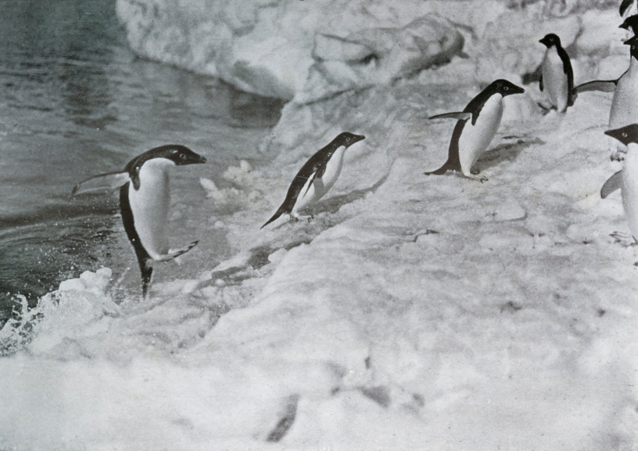 Penguins Jumping On to The Ice-Foot, c1911, 1913. tekijältä G. Murray Levick