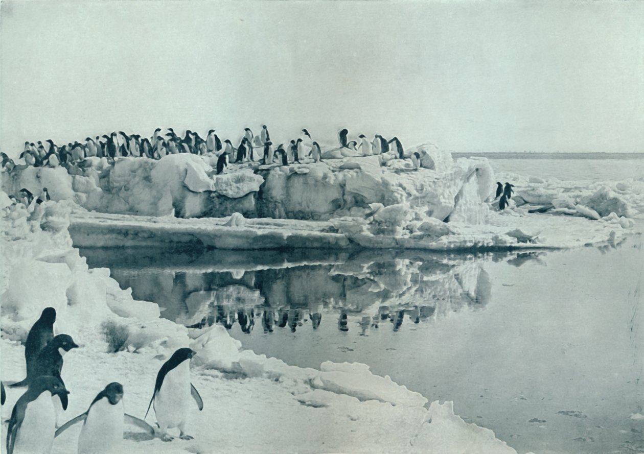 Penguins on Ice-Foot, c1911, 1913 tekijältä G. Murray Levick