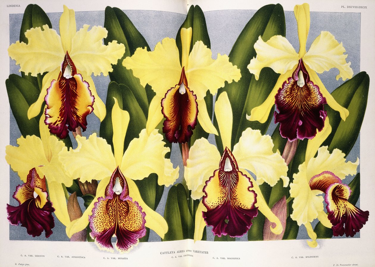 Orchid Cattleya -lajikkeet, 1885-1903 tekijältä G. Putzys