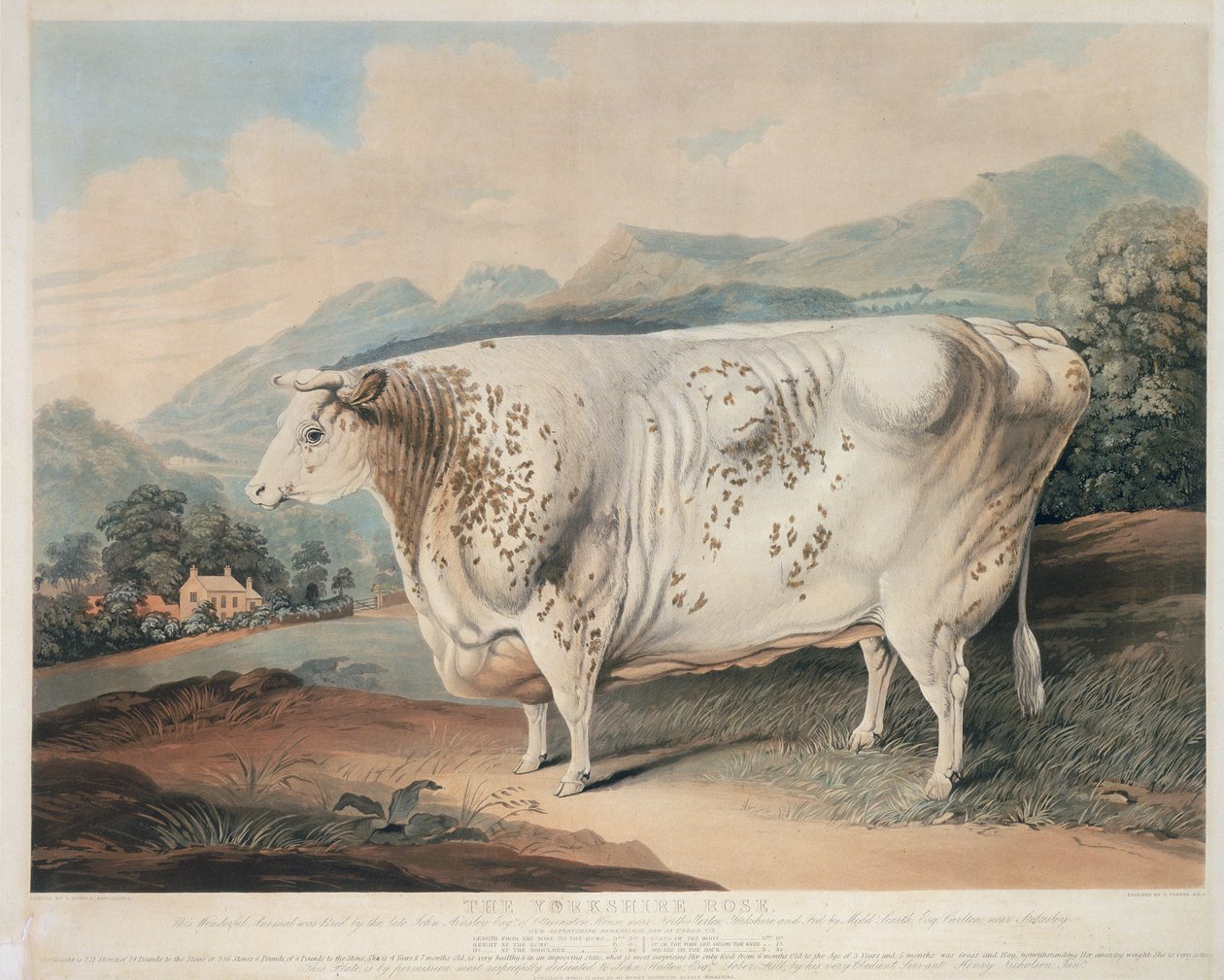 Yorkshiren ruusu, kaiverrettu C. Turnerin (1773-1857) kaiverruksella 1838. tekijältä G. after Horner