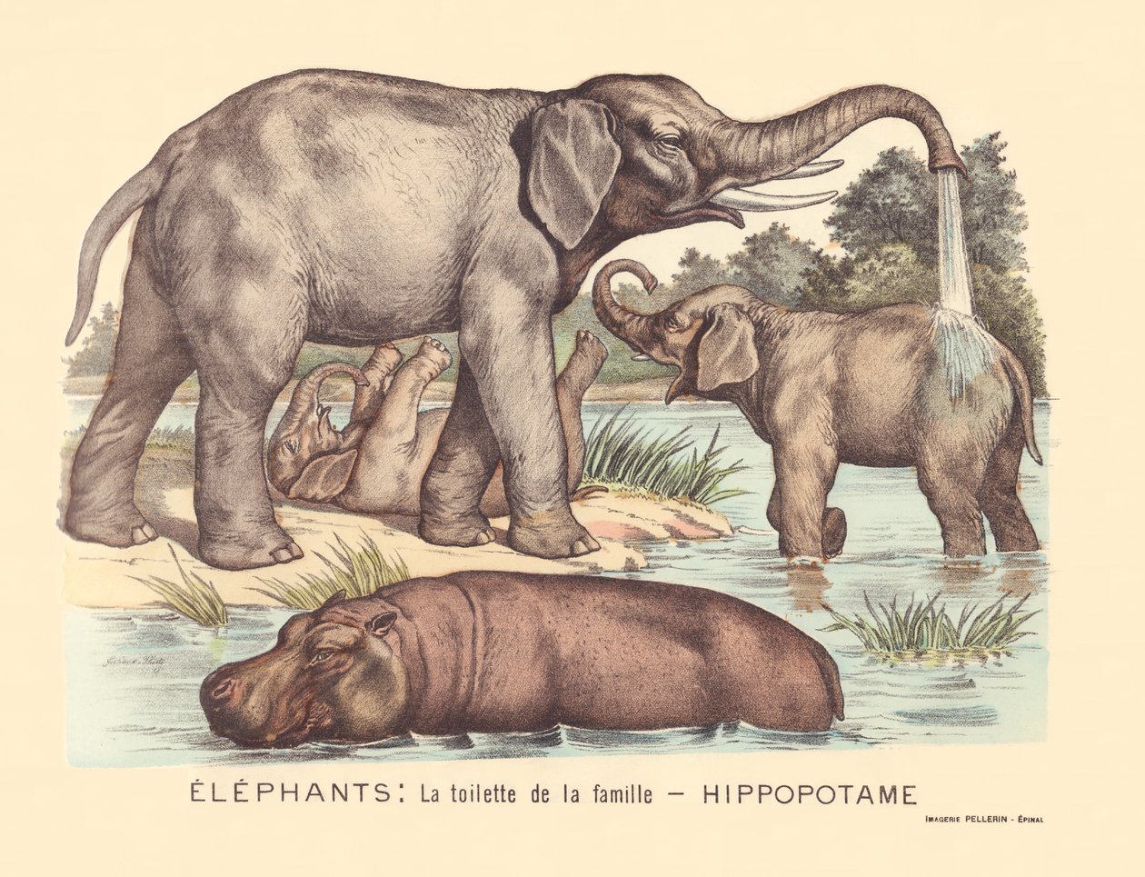 Pàgina 7: Elefants: el lavabo de la família dels hipopòtams finlandès tekijältä Gabriel Gostiaux