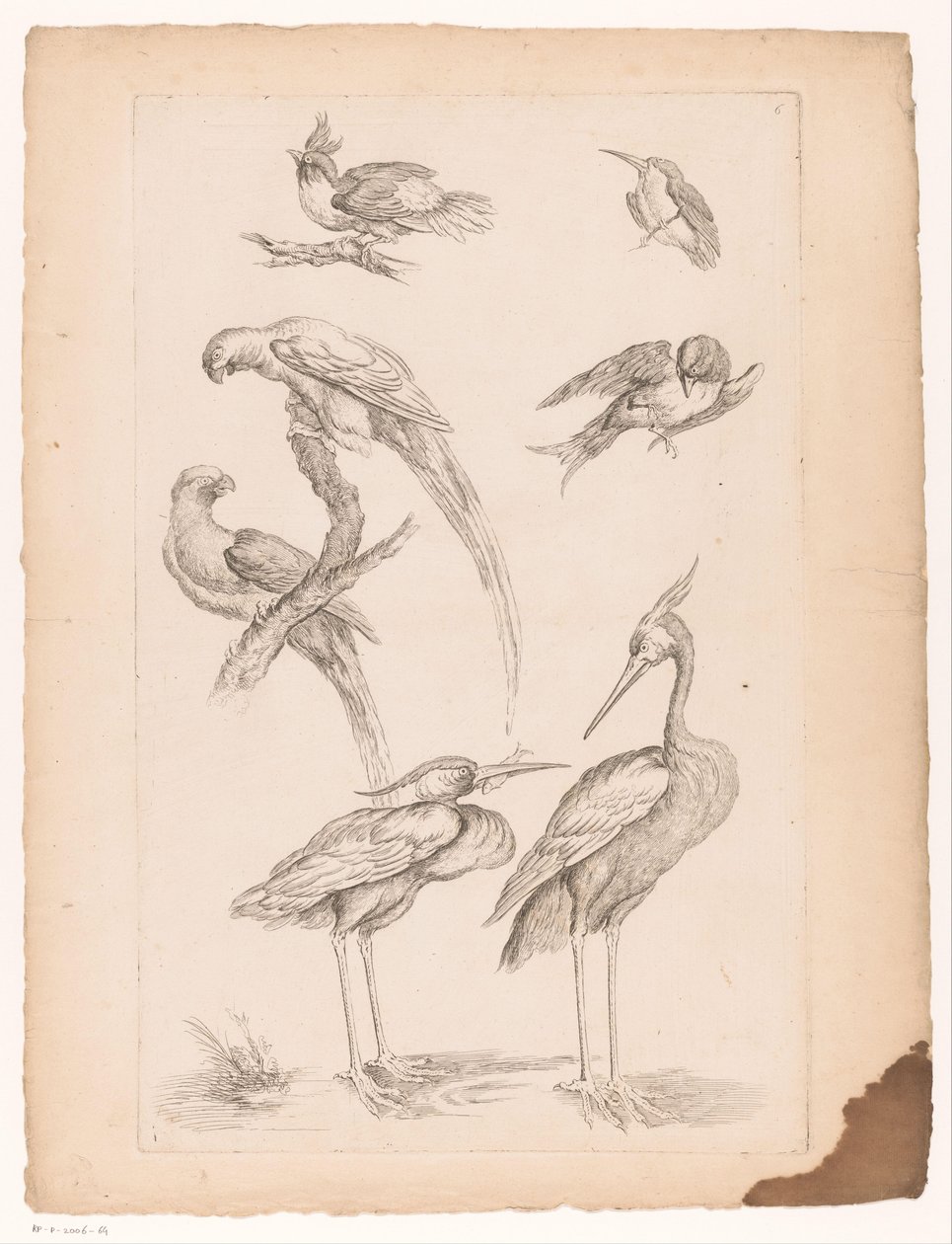 Set ocells xinesos, incloent garses i conures Diversos ocells xinesos (títol de la sèrie) Acabament Livre des differentes éspeces d