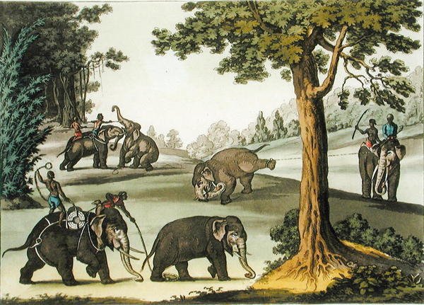 Elefanttien vangitseminen Burmassa, levy 76 Jules Ferrarion "Le Costume Ancien et Modernesta", julkaistu 1820-30-luvulla (värilitho) tekijältä Gaetano Zancon