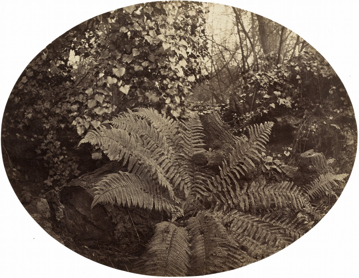 Piikkisen saniaisen talvilehdet, n. 1862. tekijältä Geoffrey Bevington