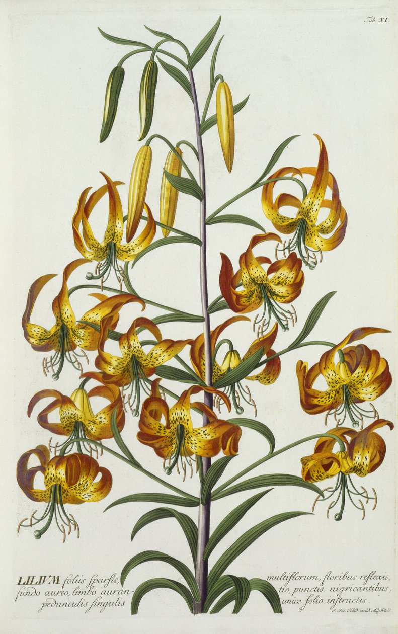 American Turkscap Lily, n.1740 (käsinvärinen kaiverrus) tekijältä Georg Dionysius Ehret