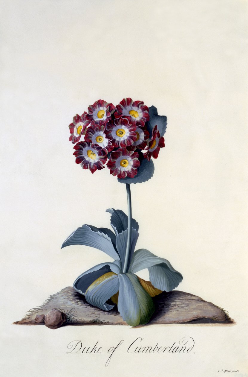 Auricula Duke of Cumberland n. 1743 (käsinvärinen kaiverrus) tekijältä Georg Dionysius Ehret