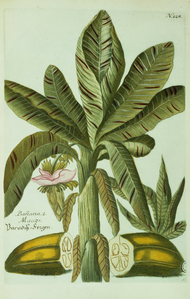 Banaani, J. Weinmannin Phytanthoza Iconographiasta, 1734-45 tekijältä Georg Dionysius Ehret
