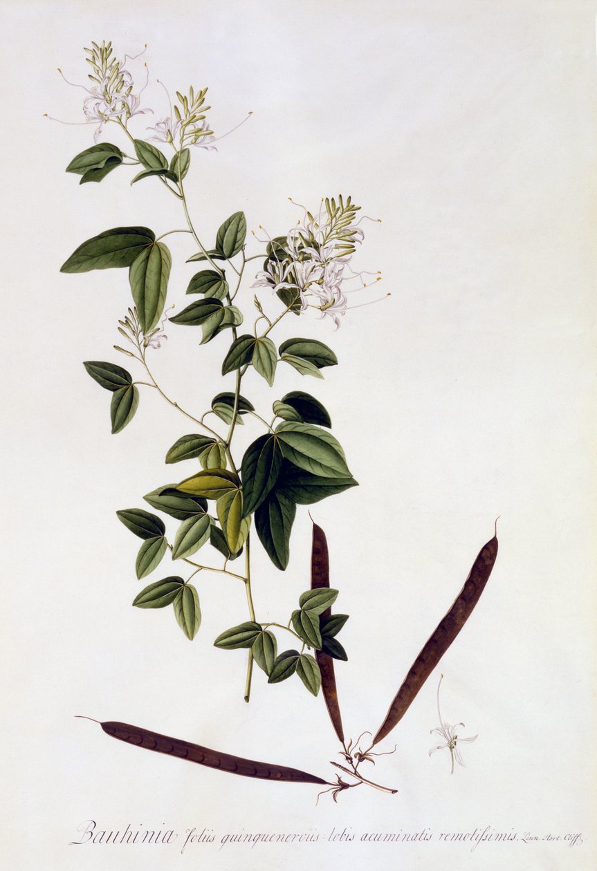 Bauhinia, n.1745 (käsinvärinen kaiverrus) tekijältä Georg Dionysius Ehret