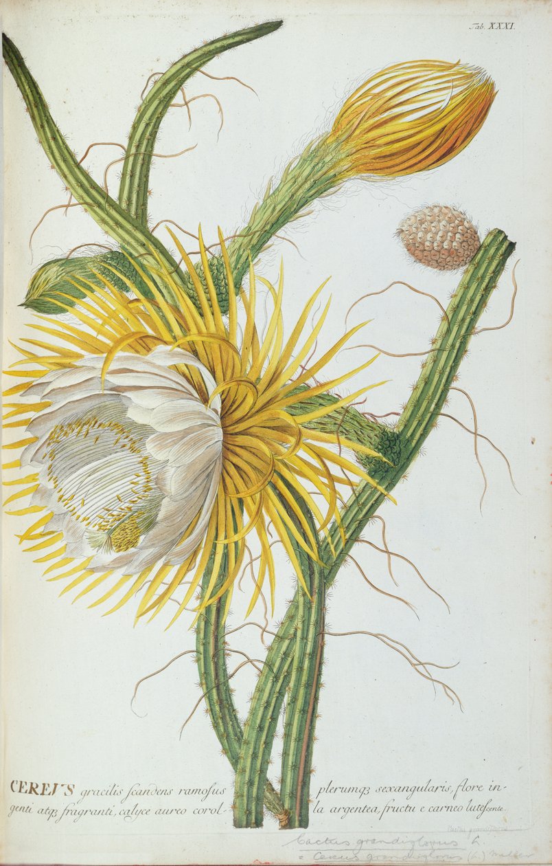 Kaktus: Cereus, Trew