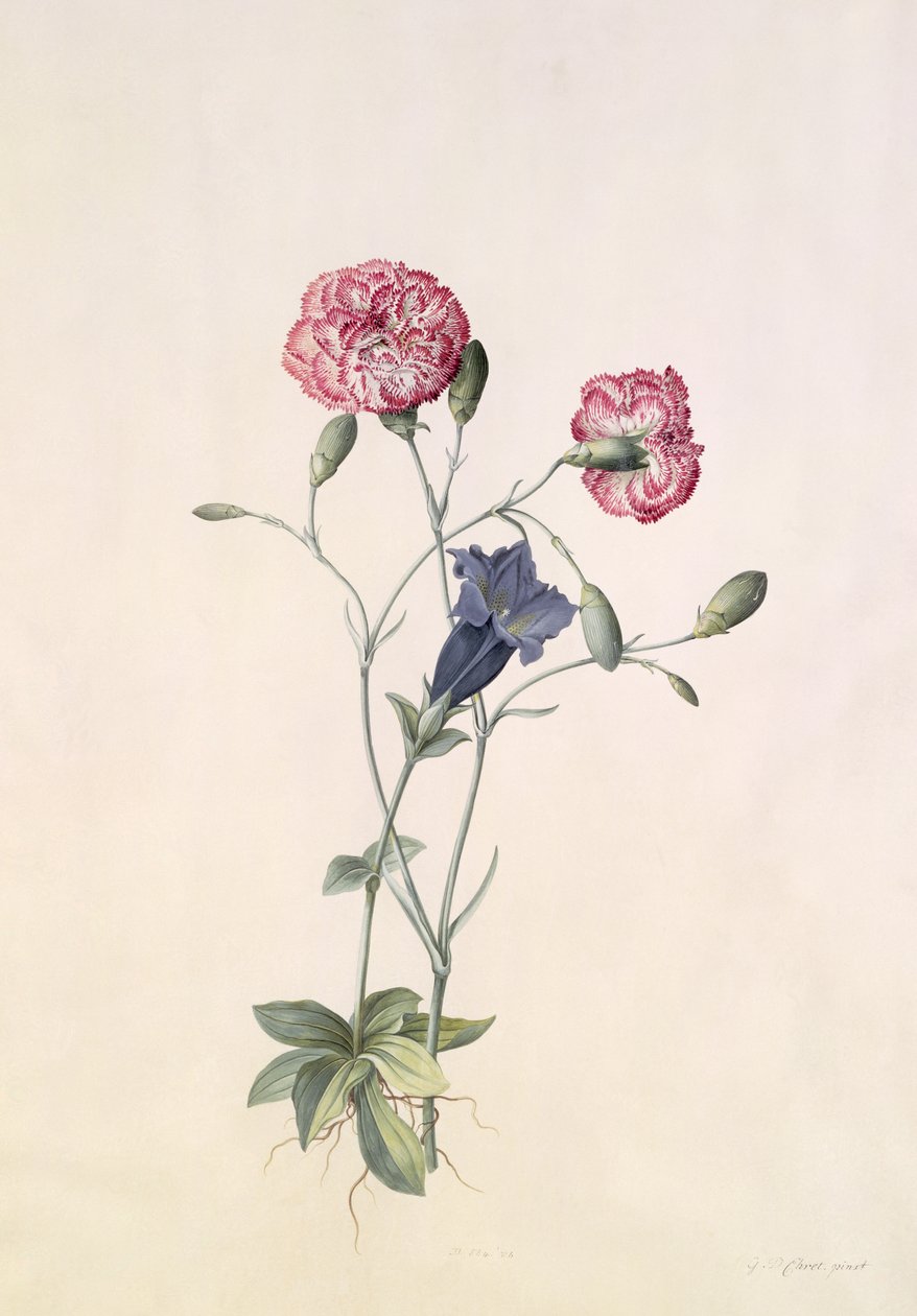 Neilikka ja Gentian tekijältä Georg Dionysius Ehret
