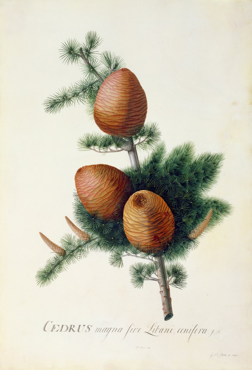 Cedrus Libani, 1744 (guassi perunakalvolla) tekijältä Georg Dionysius Ehret