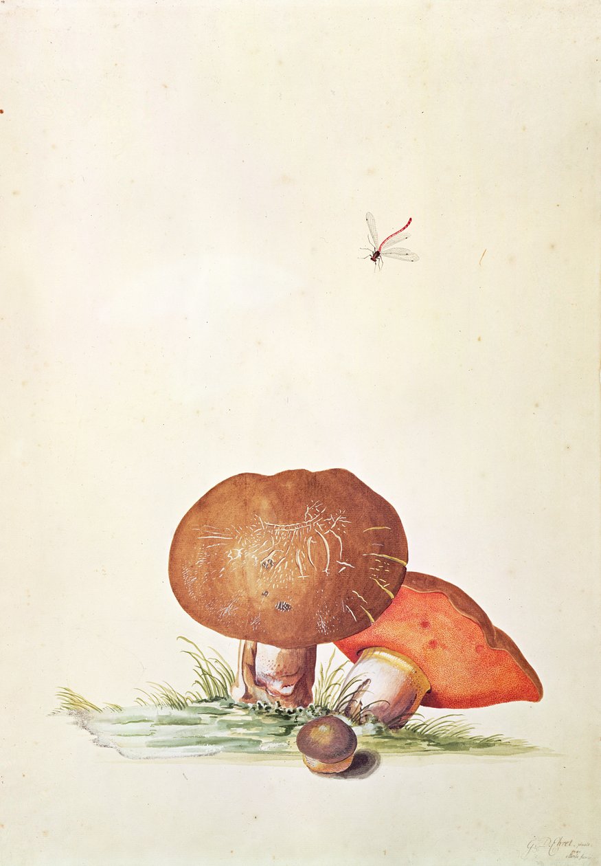 Cep sieni Damsel Dragonfly kanssa tekijältä Georg Dionysius Ehret