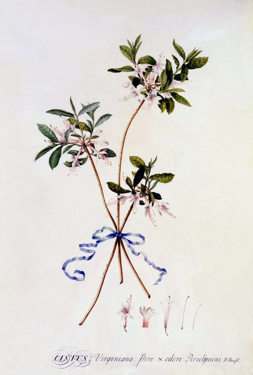 Cistus Virginiana, n.1743 (käsinvärinen kaiverrus) tekijältä Georg Dionysius Ehret