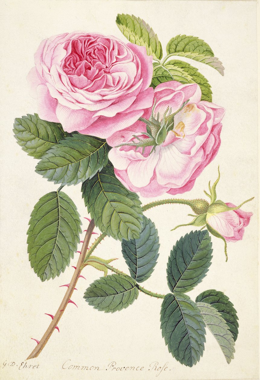Common Provence Rose (lyijykynä, wc ja vartaloväri tarranauhalla) tekijältä Georg Dionysius Ehret