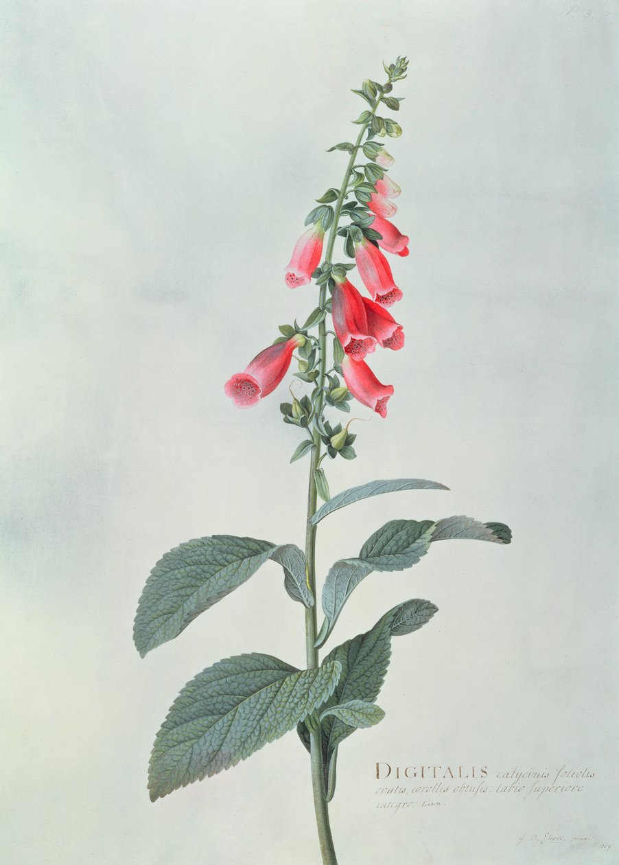 Digitalis purpurea (Ketunhansikas) tekijältä Georg Dionysius Ehret