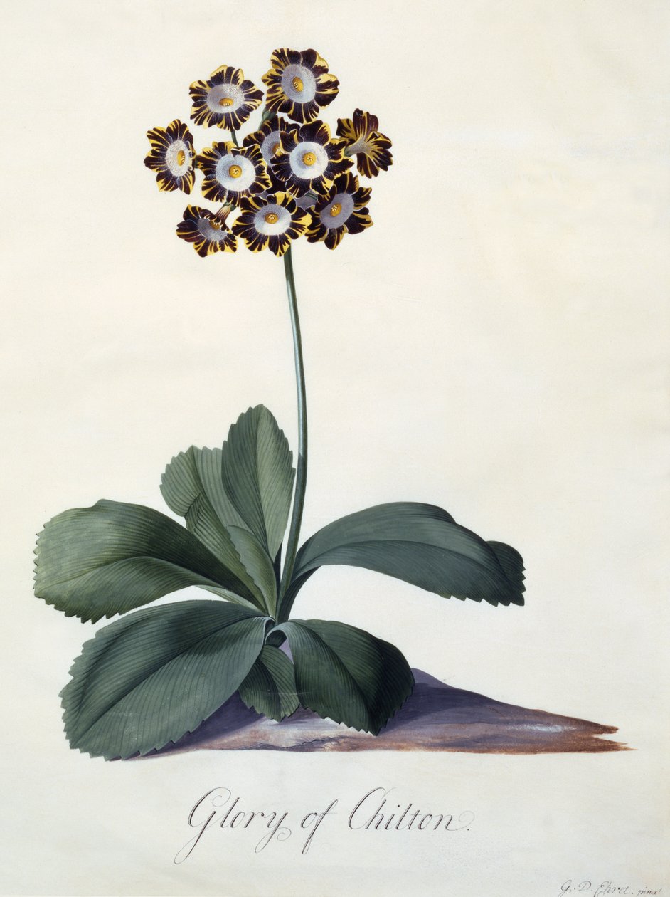 Glory of Chilton, n. 1745 (käsinvärinen kaiverrus) tekijältä Georg Dionysius Ehret