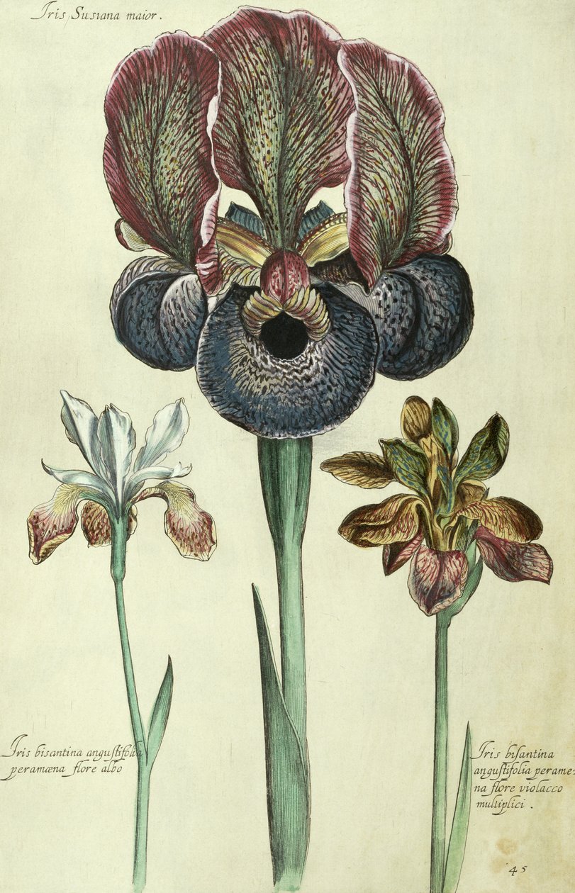 Iris susiana major ja Iris bisantina angustifolia tekijältä Georg Dionysius Ehret