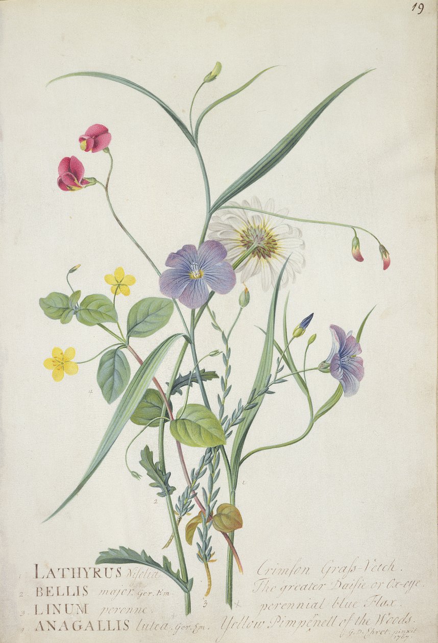 Lathyrus nissolia, Chrysanthemum leucanthemum, perinteinen pellava, Lysimackia-metsä, 1767 (grafiitti, wc ja guassi tarranauhalla) tekijältä Georg Dionysius Ehret