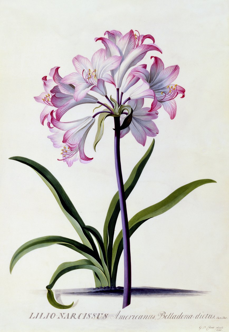 Lilio Narcissus, n.1744 (käsinvärinen kaiverrus) tekijältä Georg Dionysius Ehret