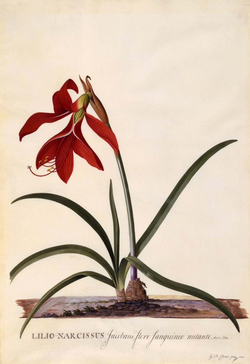 Lilio-Narcissus, Jaobean Lilja, noin 1743 (käsin väritetty kaiverrus). tekijältä Georg Dionysius Ehret