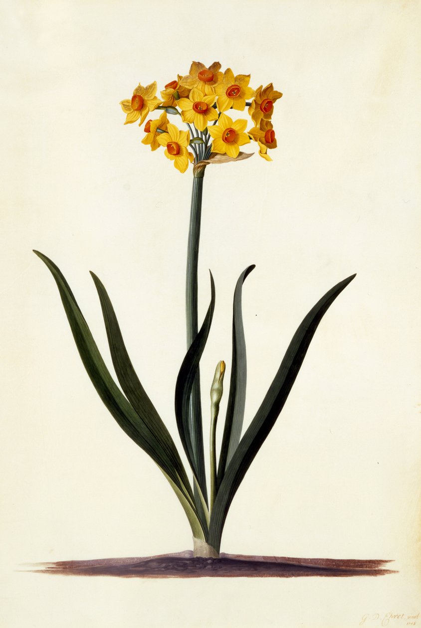 Narcissus, n. 1745 (käsinvärinen kaiverrus) tekijältä Georg Dionysius Ehret