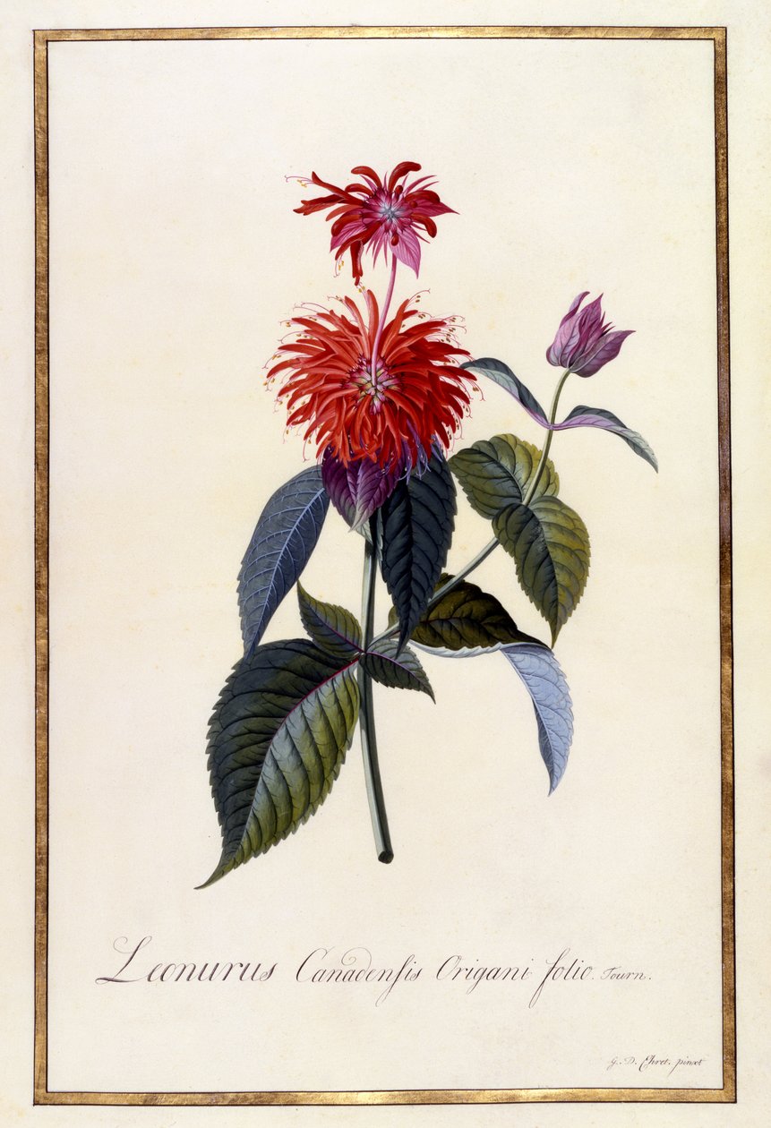 Oswego Tea Plant, n.1740 (käsinvärinen kaiverrus) tekijältä Georg Dionysius Ehret